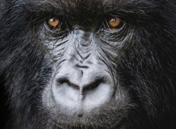 DIAN FOSSEY GORILLA CONSERVATION Live Like a Bahima Herder: Farm Stays Near Lake Mburo National Park