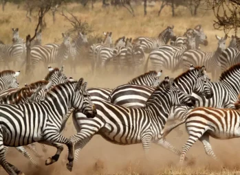 Fascinating 2026 Gorilla vs Chimpanzee Showdown: Can You Tell the Difference?