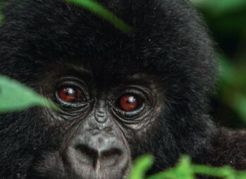 Safe Gorilla Trekking in Uganda