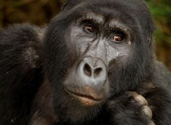 Where to See Gorillas in Africa: Top 4 Incredible Destinations for a Life-Changing Experience