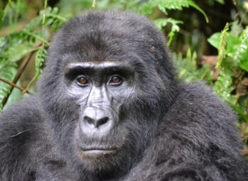 rain during gorilla trekking