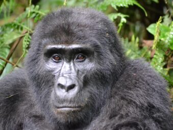 rain during gorilla trekking
