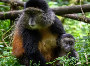 Golden-monkeys-1-1 golden monkeys and mountain gorillas