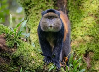 Golden Monkey Tracking Safari in Mgahinga