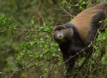 Why visit Uganda? Experience stunning landscapes, incredible wildlife, gorilla trekking, rich culture, and unforgettable safaris in 2026