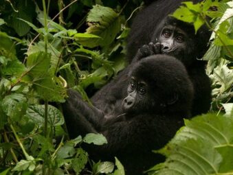 Gorilla Safaris Since 2014