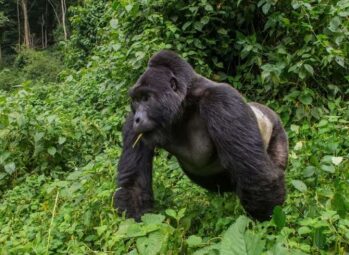 How to Prepare Your Fitness for Gorilla Trekking: A Gentle Guide for first time gorilla trekkers