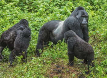 Gorilla-Trekking-in-Mgahinga-National-Park 8 Ways to Elevate Your Exclusive Gorilla Trekking Experience in 2026
