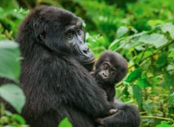 Uganda Gorilla Trekking Permits