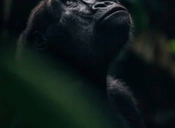 Bird Watching in Uganda: Ultimate 2025 Guide to Top Species & Best Spots