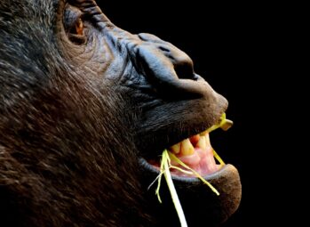 Gorillas and whet they eat in Bwindi Gorilla and lion safari in Uganda