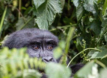 How Gorillas respond to extrnal invasion Best time to visit Uganda? Your Ultimate Uganda Safari Guide.