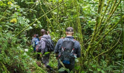 How-hard-or-difficult-Is-Gorilla-Trekking-8 Difficulty in gorilla trekking