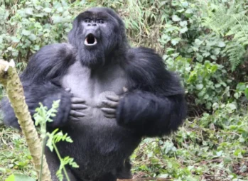 Enchanting Kyambura Gorge: 1 Hidden Gem in Queen Elizabeth National Park!