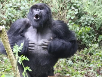 Gorilla Safaris Since 2014