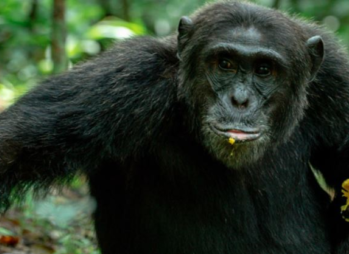 Uganda Gorilla Trekking Permits: Complete Booking & Pricing Guide 2026