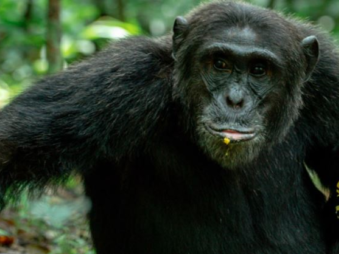 Gorilla Safaris Since 2014