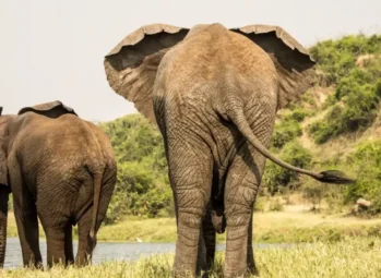 Kazinga-Channel-2-1024x576 Uganda Gorilla Trekking and Big Five Safari: 7 Unforgettable Experiences