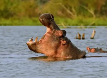 Kazinga-Channel-tour-1024x512 Africa Safaris And Holidays