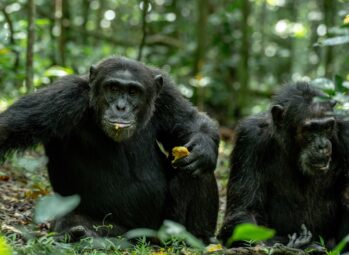 Private Chimpanzee Trekking Permits
