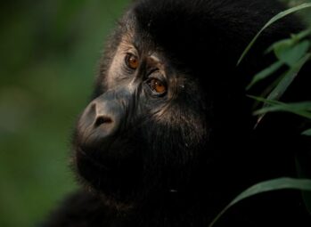 LKIIIO Best Time to Visit Murchison Falls National Park