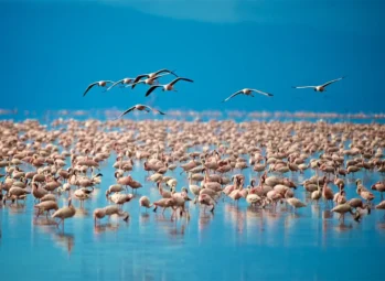 Trekking Mountain Gorillas in Uganda and Rwanda: 10 Powerful Reasons It’s Africa’s Most Unforgettable Adventure