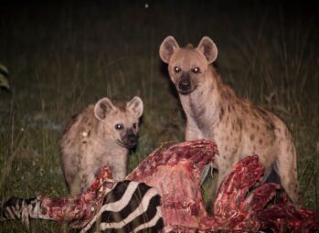 Lake-Mburo-National-Park-17 Uganda Tour Packages: Best 10 Wildlife Safaris, Adventure Trips & Scenic Getaways