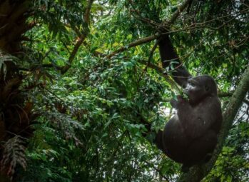 Gorilla Trekking In Africa