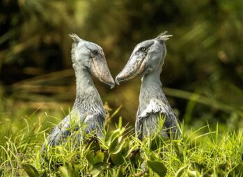 Visa Requirements For Uganda, Costs 2026