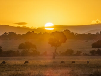 Gorillas and Chimps, Migration in Masai Mara and Beaches