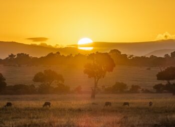 Gorillas and Chimps, Migration in Masai Mara and Beaches