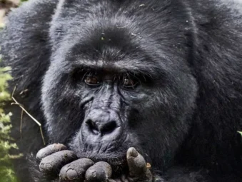 Private mountain gorilla permit in Uganda