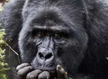 Private mountain gorilla permit in Uganda