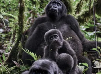 Private Mountain Gorilla Permits in Uganda