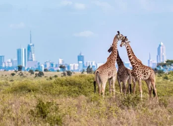 Gorilla Trekking vs Chimpanzee Trekking in Uganda: Which Primate Safari Is Best?