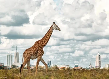 Nairobi National Park