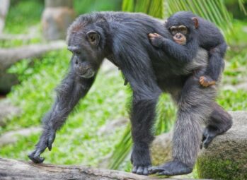 Idi Amin No More: Let's go Mountain gorilla trekking in Bwindi Forest 2026