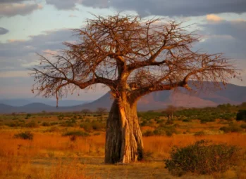 What You Need to Know About Eco-Tourism in Uganda?