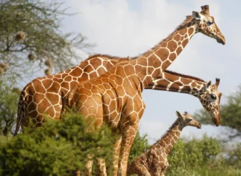 Samburu National Reserve
