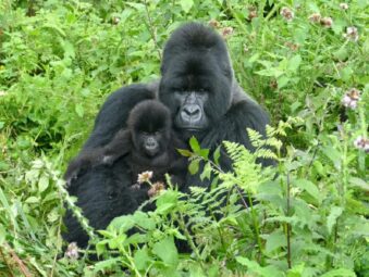 Gorilla Safaris Since 2014