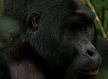 Safe Gorilla Trekking in Uganda: 10 Essential Things Tourists Should Know During and After Elections