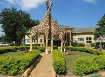 A Birder’s Paradise in Uganda: birding in Murchison falls national park.