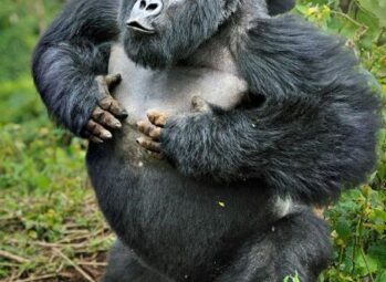 Customized 6-Day Rwanda & Uganda Adventure Safari (2026/2027)