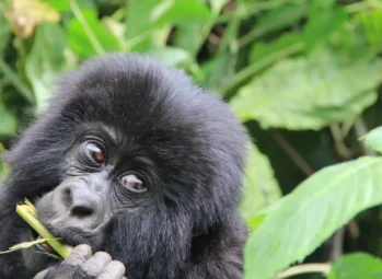 Authentic Community-Based Tourism in Uganda: A Meaningful Travel Experience 2026!