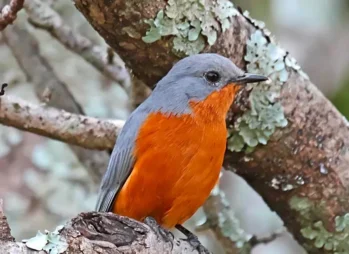 Chimpanzees in Kibale Forest: Exciting Reasons to Visit in 2026–2027