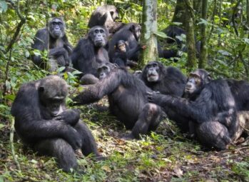 Bwindi National Park Location: How to Get There