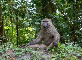 Uganda Airlines: Destinations, Safety, Fleet, Flights, Ratings, & Reviews