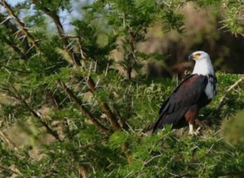 WhatsApp Image 2026-06-19 at 4.20.25 AM Birding safari in Lake Mburo National Park