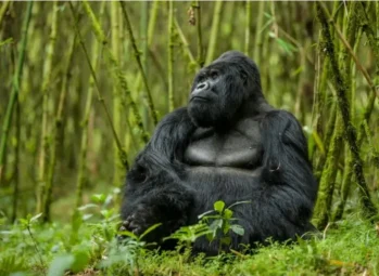 Best Water Safaris in Uganda. Your Ultimate Number 1 guide.