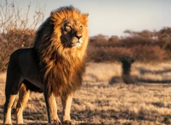 Where-to-See-Lions-in-Africa-3 Chimpanzees, Mountaing Gorillas and Monkeys on Uganda Safari. Your Ugandan Primate Safari Guide
